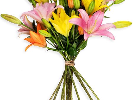 Benchmark Bouquets 12 Stem Assorted Asiatic Lilies, No Vase (Fresh Cut Flowers) Online Hot Sale