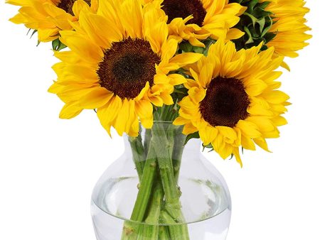 Benchmark Bouquets Yellow Sunflowers, With Vase (Fresh Cut Flowers) Online now