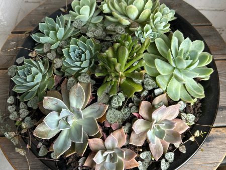 Beautiful large succulent centrepiece Sale